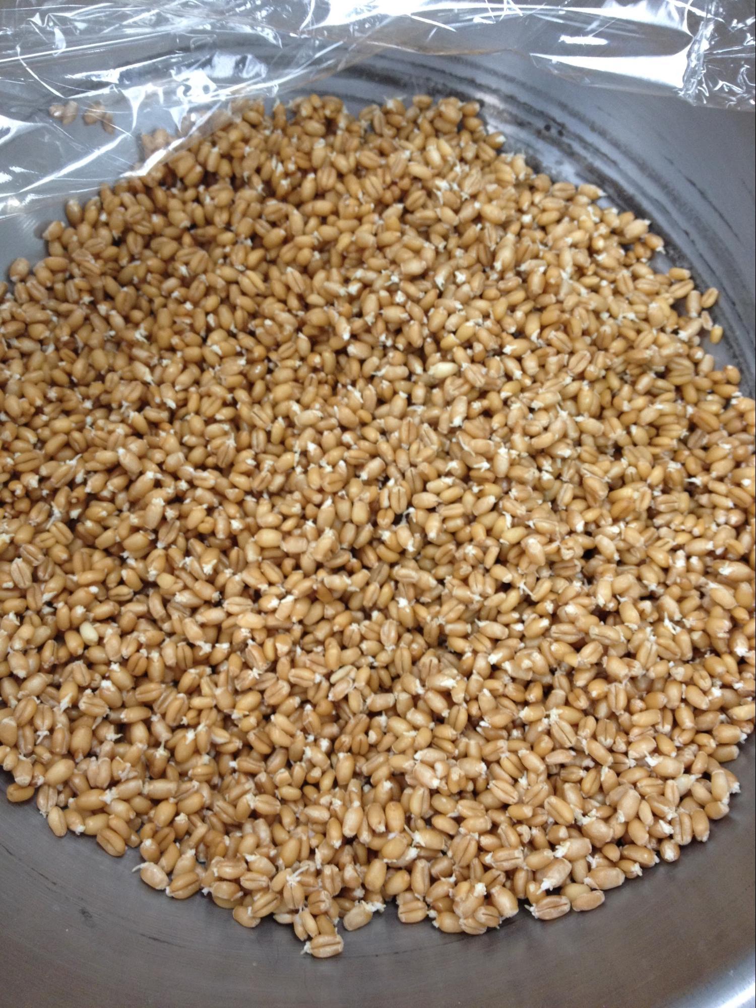 How to Make Sprouted Wheat Berries Research BAKERpeida