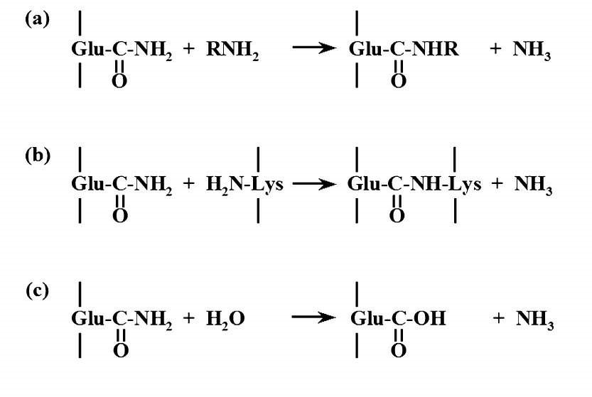 Improve Your Dough Improver With Transglutaminase Enzyme | Blog ...