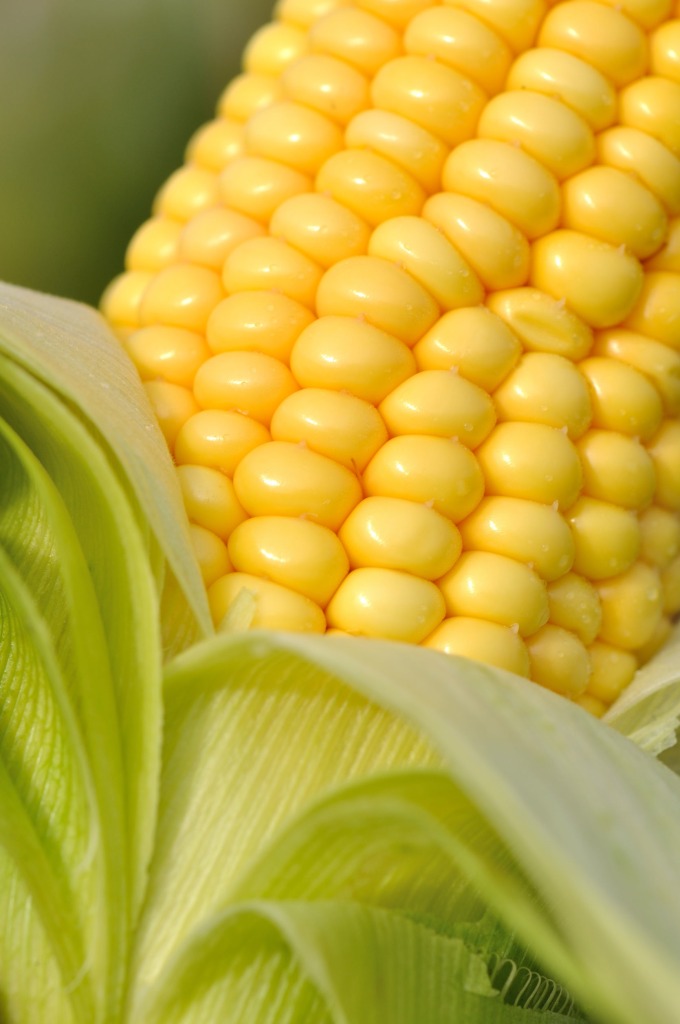 high fructose corn syrup (hfcs)