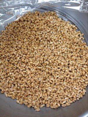 sprouted wheat berries grain