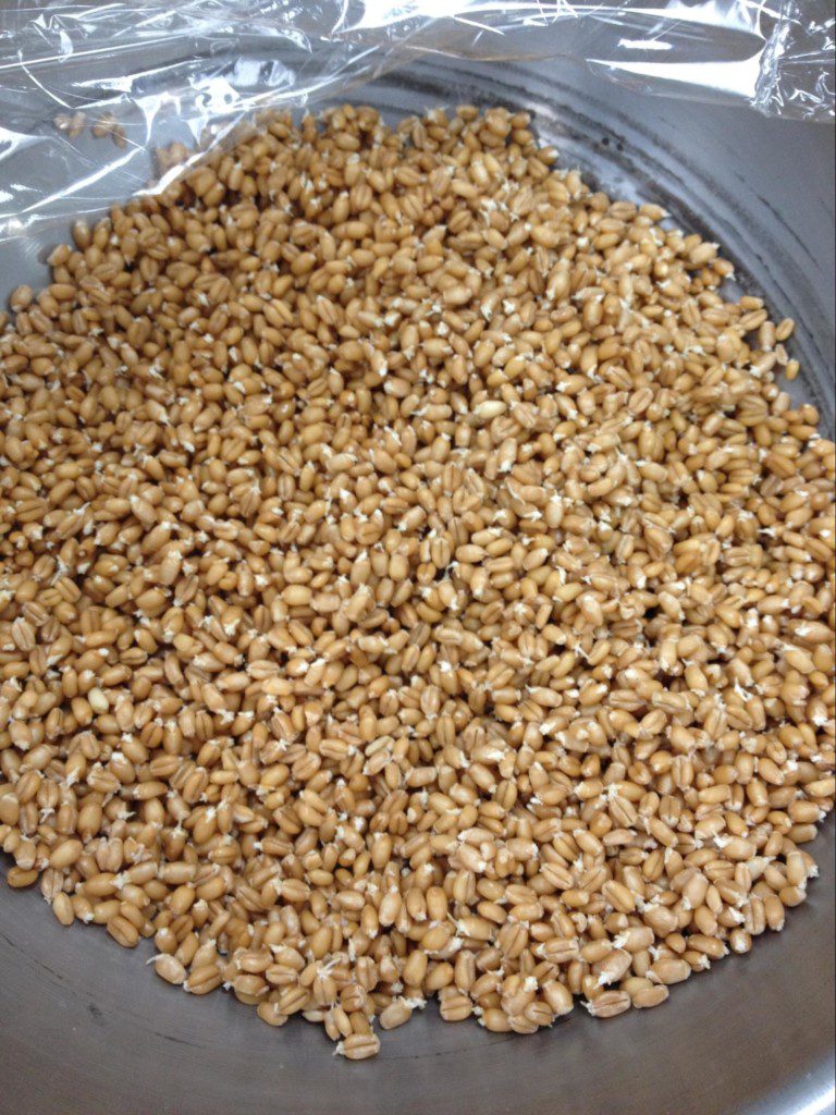 How to Make Sprouted Wheat Berries Research BAKERpeida