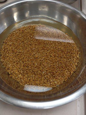 Wheat berries soaking sprouting grians