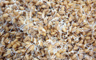 sprouted wheat berries grains sprouted bread