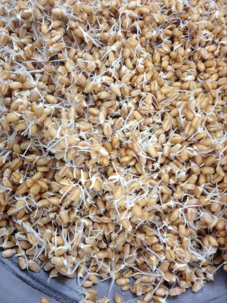 How to Make Sprouted Wheat Berries Research BAKERpeida