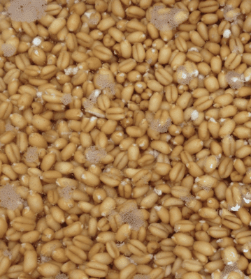 wheat soaking sporuts bread