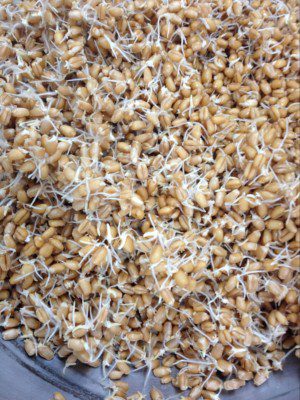 wheat sprouts bread sprouting 