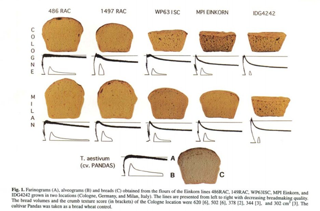 he quality of einkorn wheat varieties.