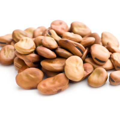 Faba Bean