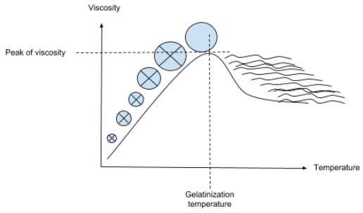 Starch granules swelling and loss of birefringence.