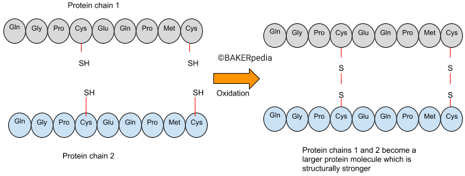 An illustration explaining the mechanism of potassium bromate action.