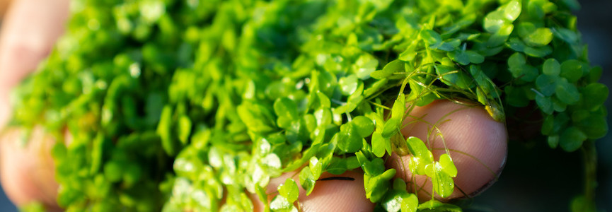 LENTEIN, made from water lentils, is sustainable plant protein used in food.