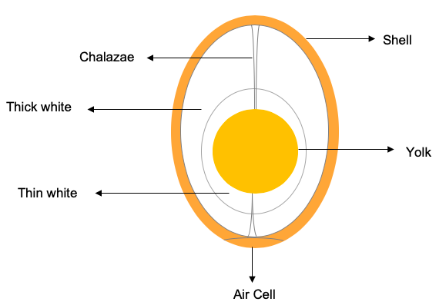 Different parts of the egg.