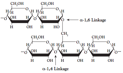 Starch is made up of linear and branched polymers of D-glucose.