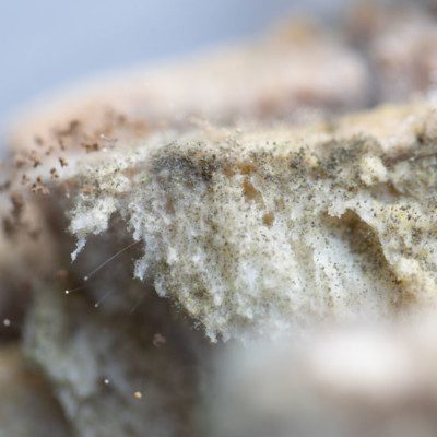 Mold, Baking Processes