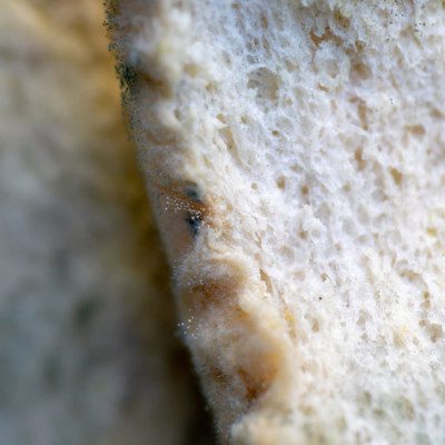 Bread is a common medium for mold growth.