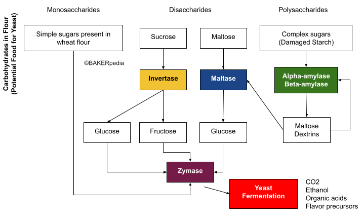 A diagram that shows the key role of maltase enzyme in the production of fermentable sugars.