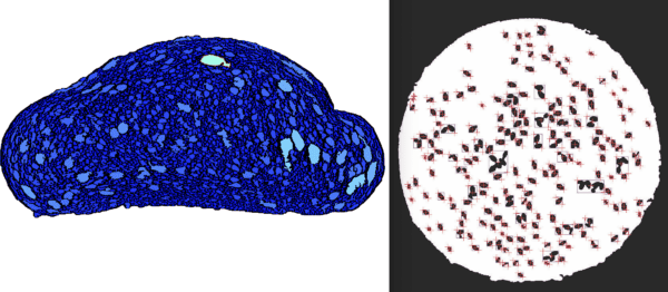 Examples of images of bread and a bun scanned by a C-Cell crumb analyzer.