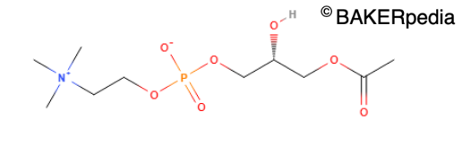 Surfactant