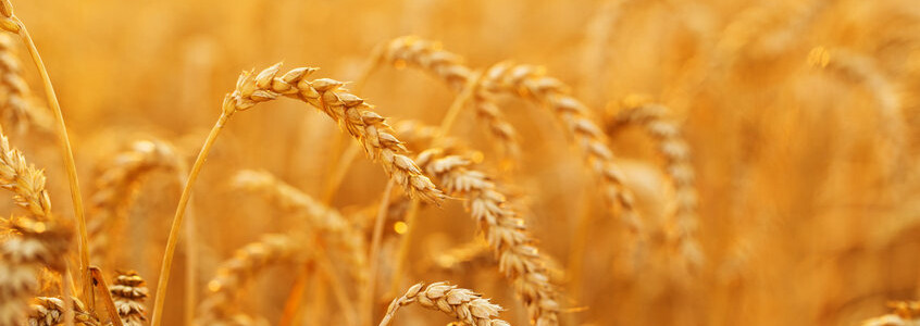 Wheat allergy causes and symptoms.