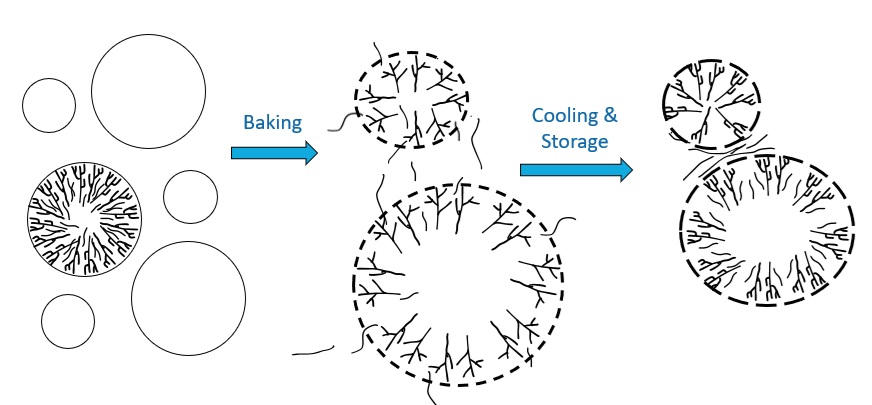 The Science of Staling