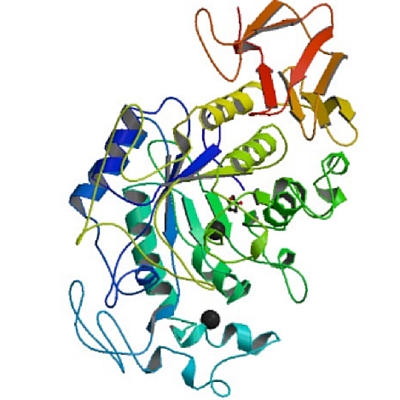 A 3D structure of the enzyme Human salivary amylase.