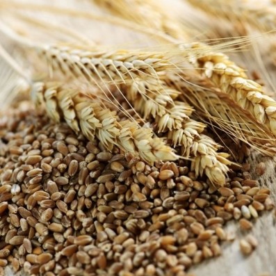 whole grains wheat kernels and ears whole grain 